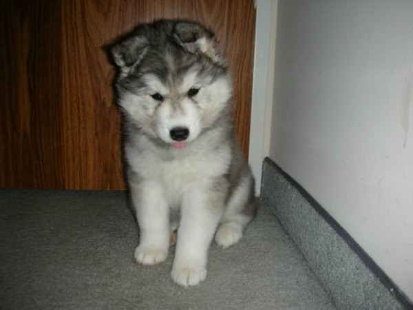 tally-perro-gatuno-07
