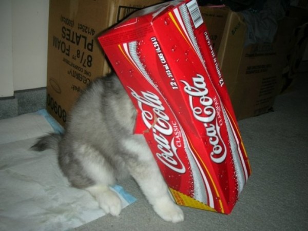 tally-perro-gatuno-08