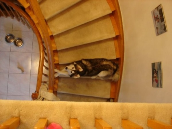 tally-perro-gatuno-09