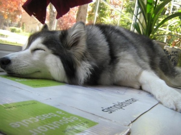 tally-perro-gatuno-11