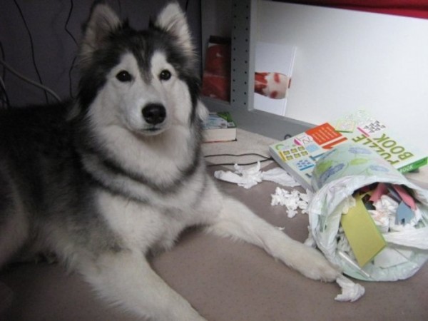 tally-perro-gatuno-12