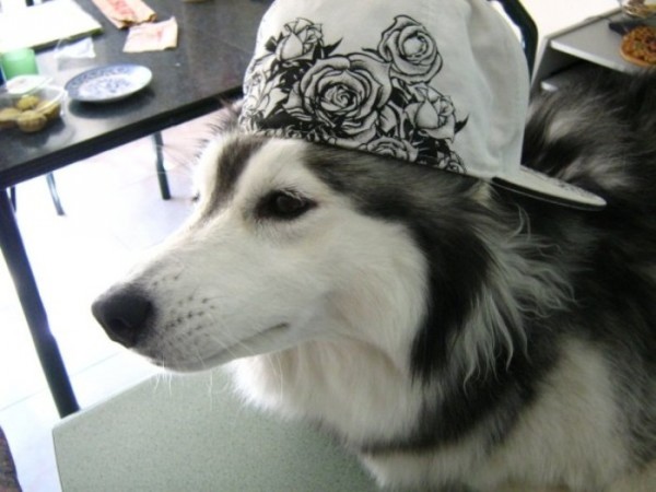 tally-perro-gatuno-13