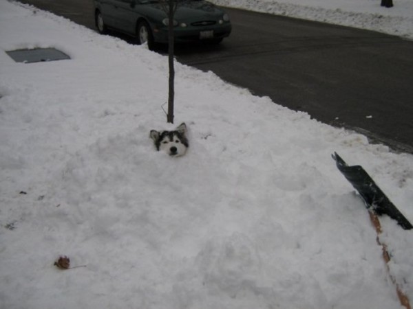 tally-perro-gatuno-16