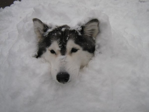 tally-perro-gatuno-17