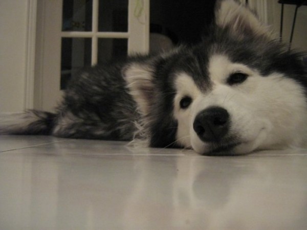 tally-perro-gatuno-18