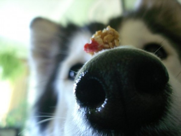 tally-perro-gatuno-19