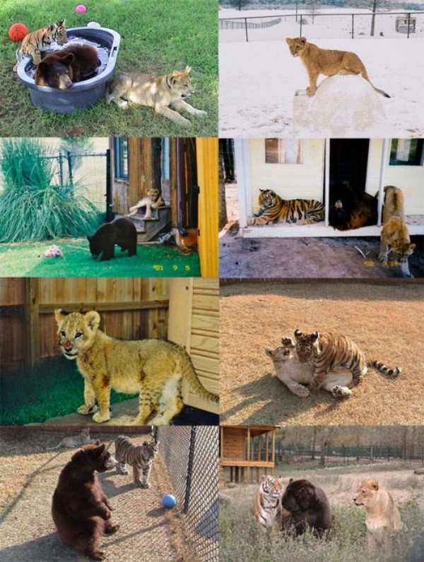 tigre-oso-leon-rescatados-00