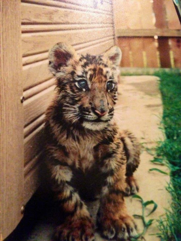 tigre-oso-leon-rescatados-01