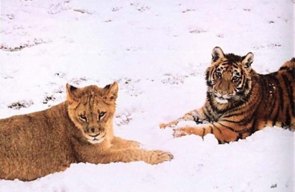 tigre-oso-leon-rescatados-02