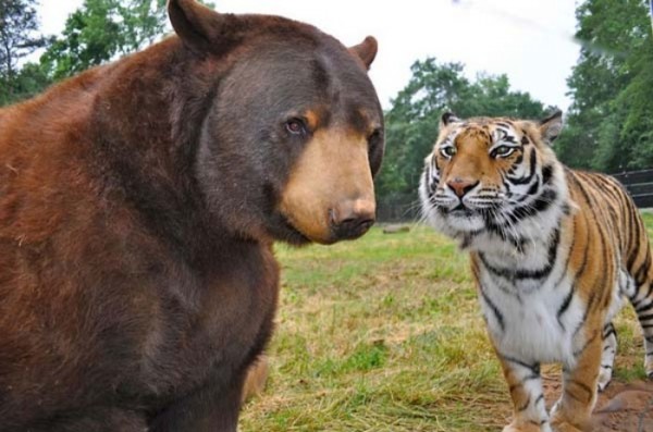 tigre-oso-leon-rescatados-04