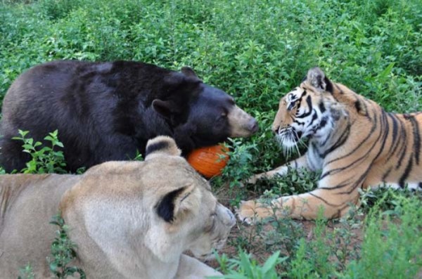 tigre-oso-leon-rescatados-05