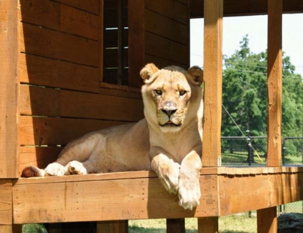 tigre-oso-leon-rescatados-06