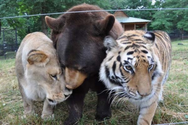 tigre-oso-leon-rescatados-07