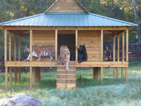 tigre-oso-leon-rescatados-08