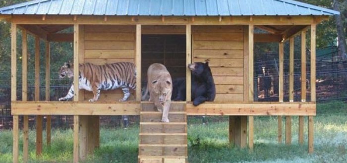 tigre-oso-leon-rescatados-08