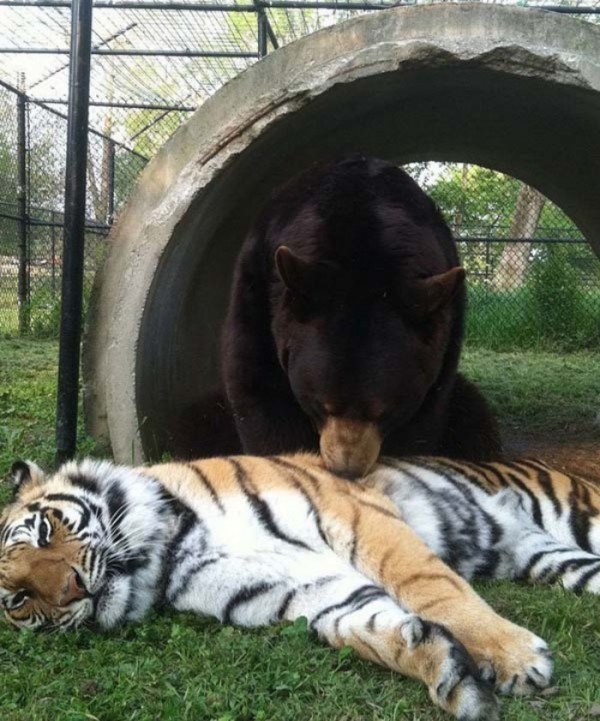 tigre-oso-leon-rescatados-09