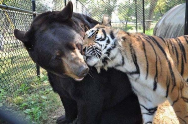 tigre-oso-leon-rescatados-10