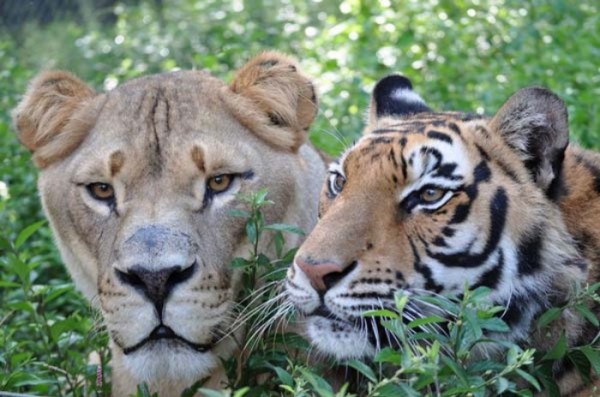 tigre-oso-leon-rescatados-11