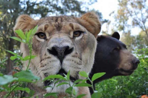 tigre-oso-leon-rescatados-12