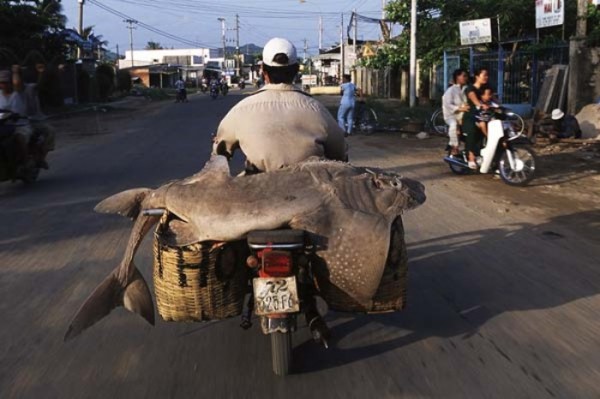 transporte-con-motocicleta-en-vietnam-03